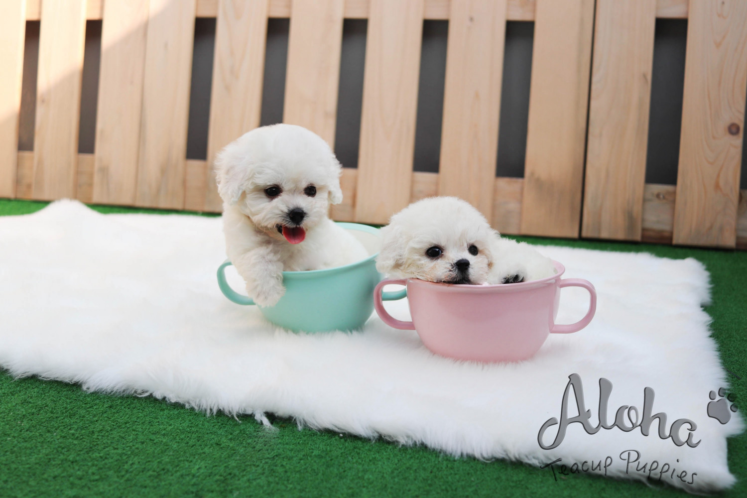 Bichon Frise Puppies For Sale New York, NY 303161