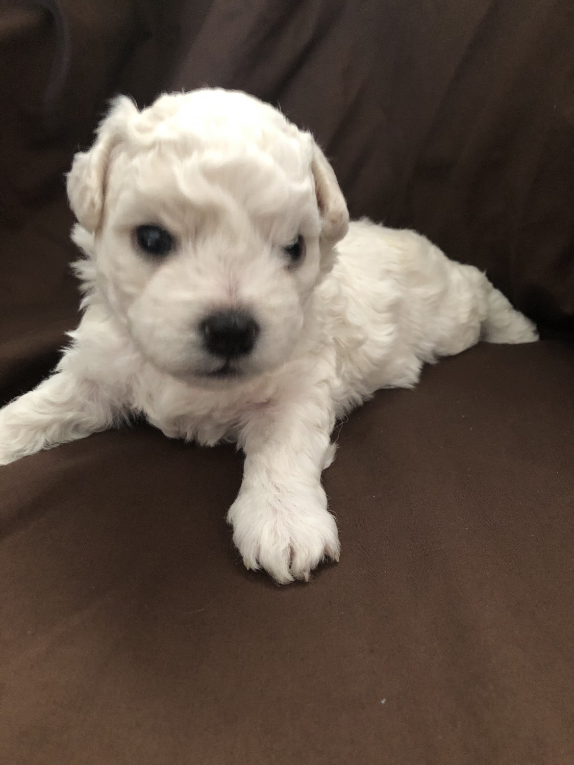 Bichon Frise Puppies For Sale Killeen, TX 305235