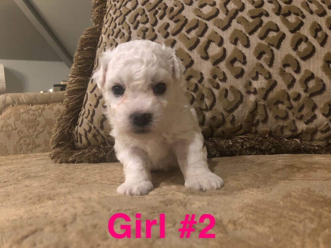 Bichon Frise Puppies For Sale Trenton, KY 306079
