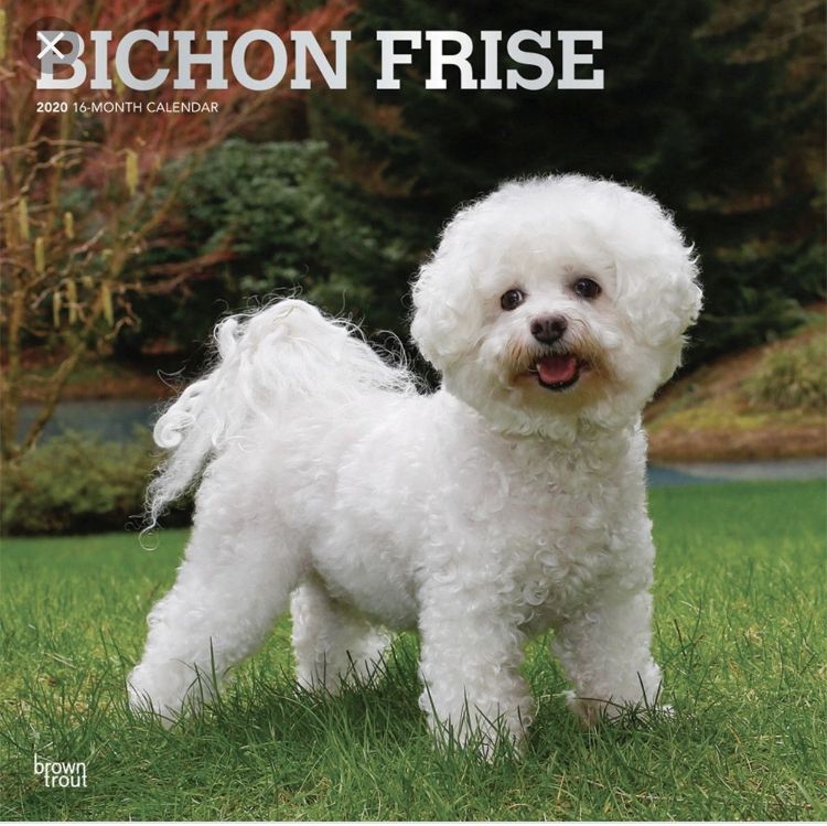 Bichon Frise Puppies For Sale Vail, AZ 308478 Petzlover