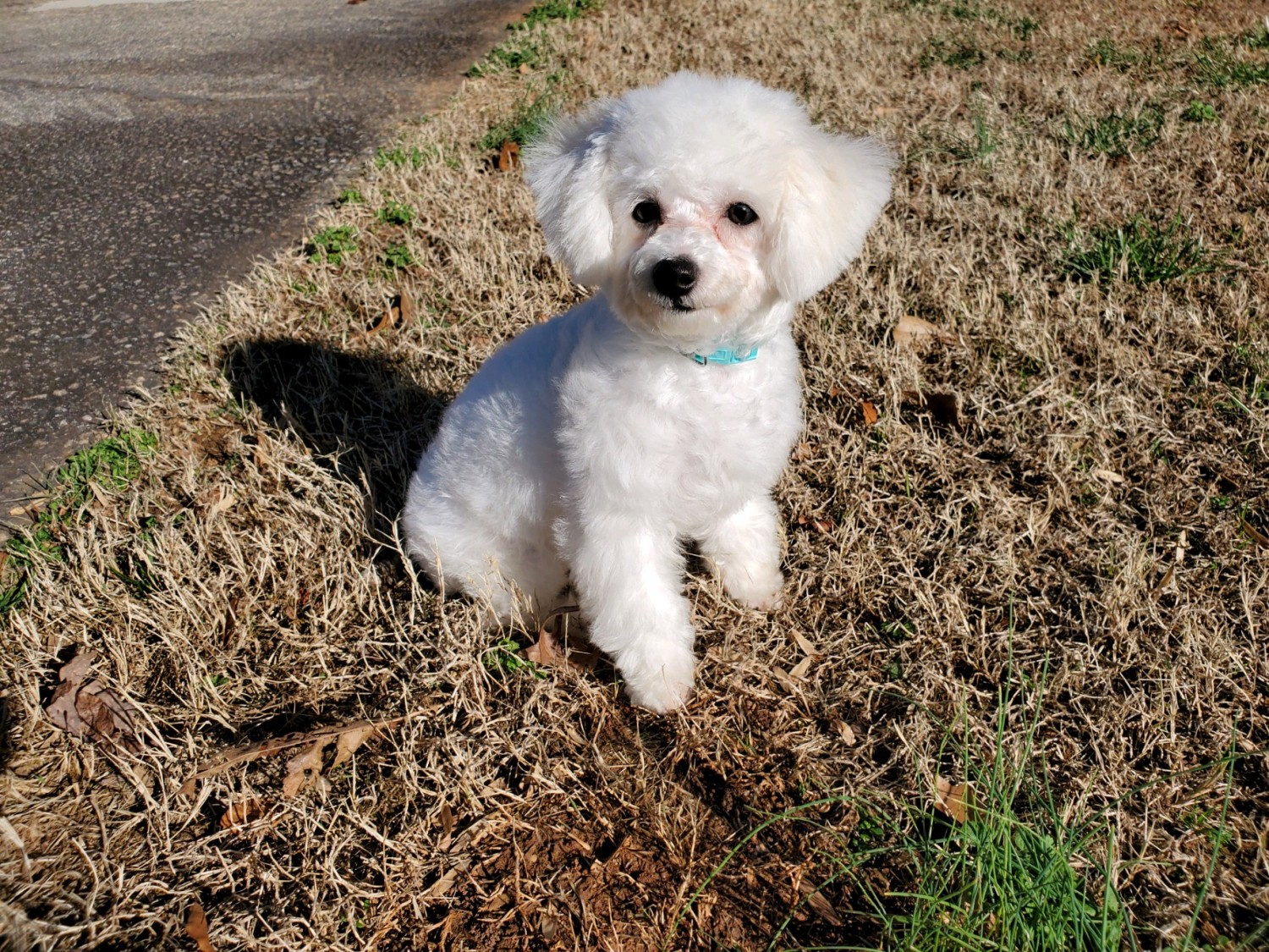 Bichon Frise Puppies For Sale Easley, SC 319665
