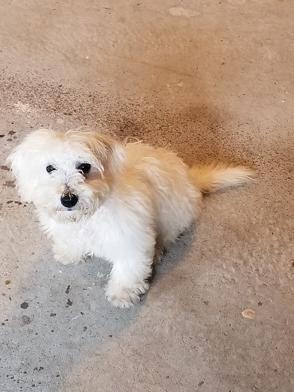 Bichon Frise Puppies For Sale Suffolk County, NY 335628