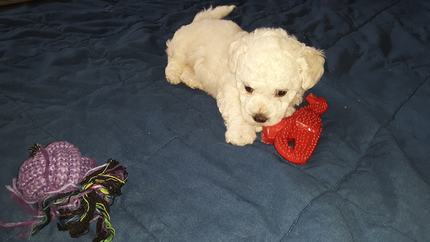 Bichon Frise Puppies For Sale | Spring Hill, FL #336176