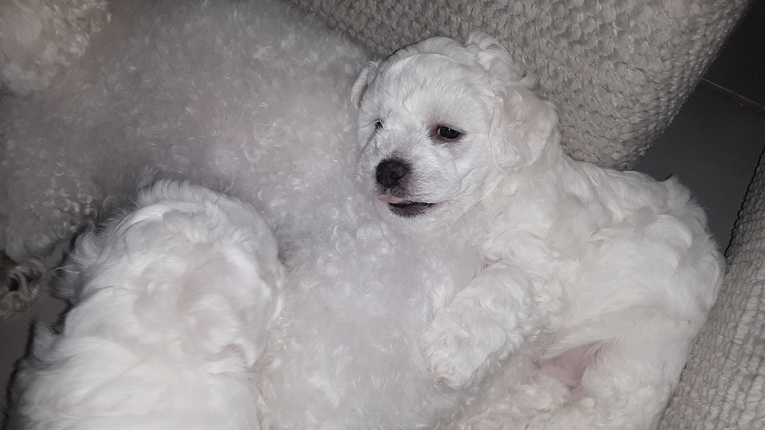 Bichon Frise Puppies For Sale Spring Hill, FL 336176