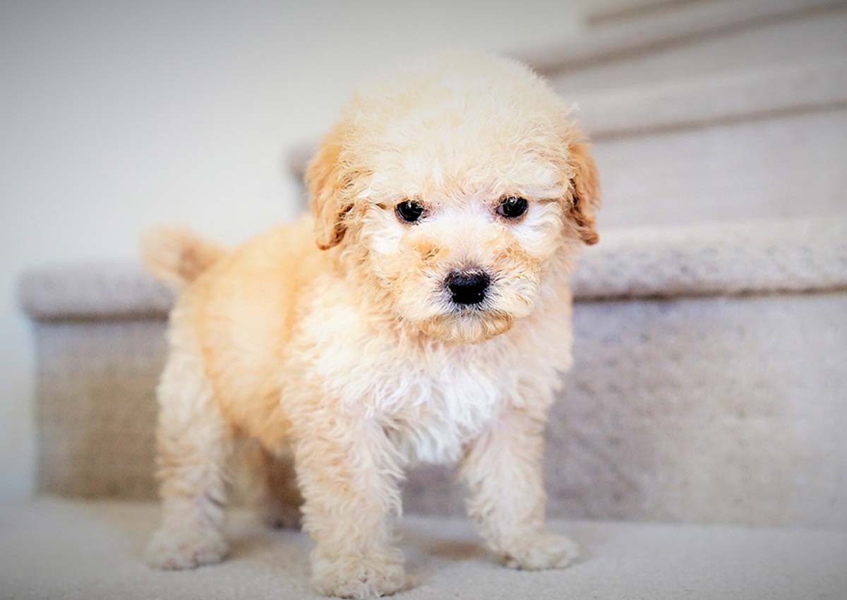 Bichonpoo Puppies For Sale Orange County, CA 311175