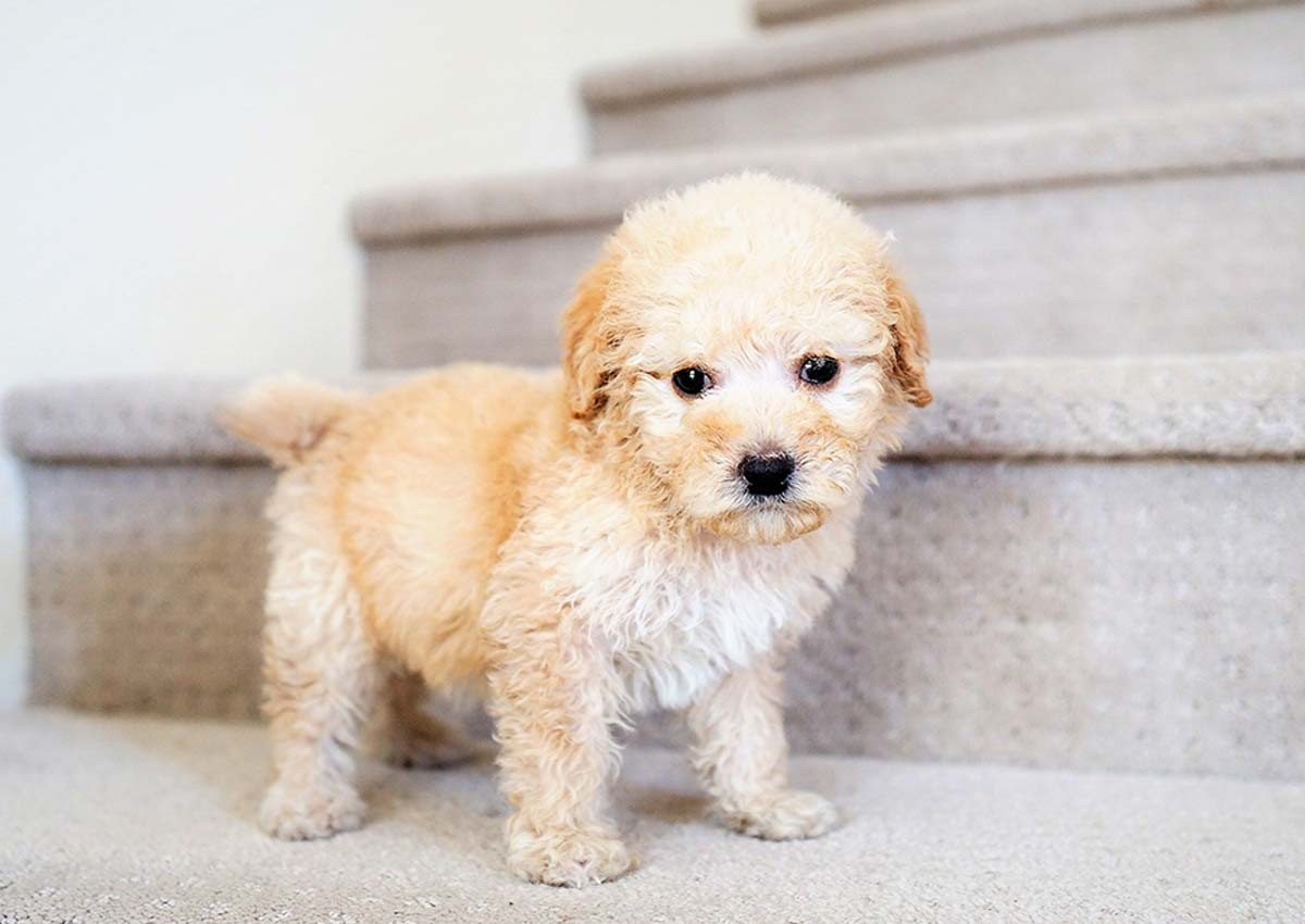 Bichonpoo Puppies For Sale Orange County, CA 311175