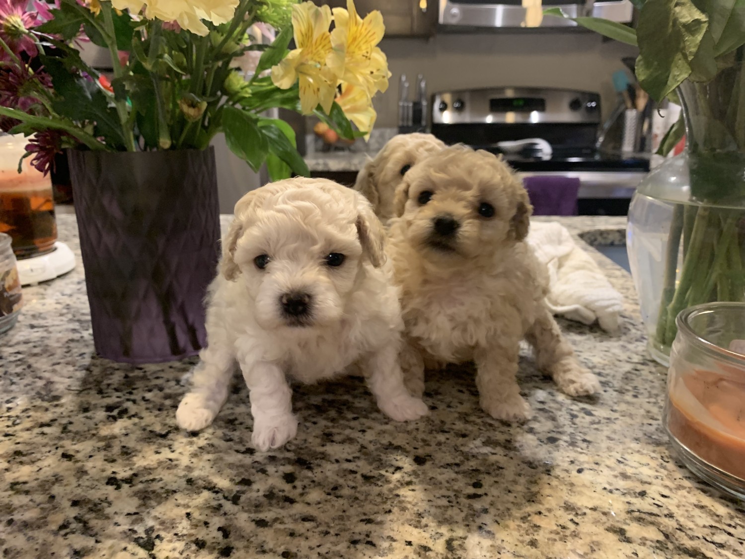 Bichonpoo Puppies For Sale Orlando, FL 311754 Petzlover