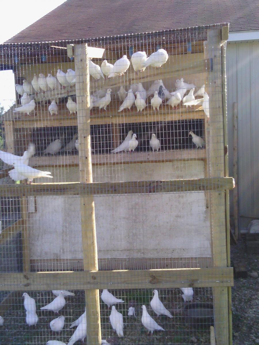 Pigeon Birds For Sale Detroit, MI 105623 Petzlover