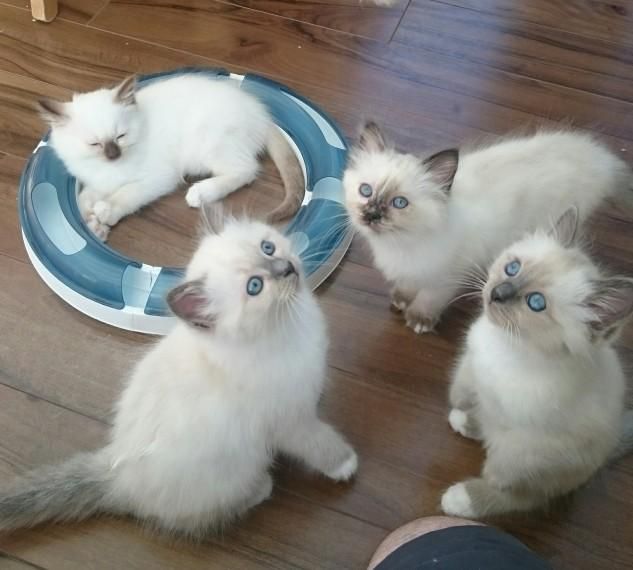 Kittens for Sale - Adoptapet.com sale ohio | birman cat breeders pa birman ...