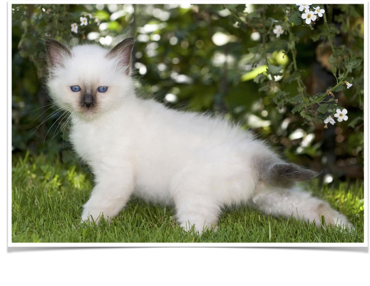 Birman Cats For Sale California 22, CA 317557 Petzlover