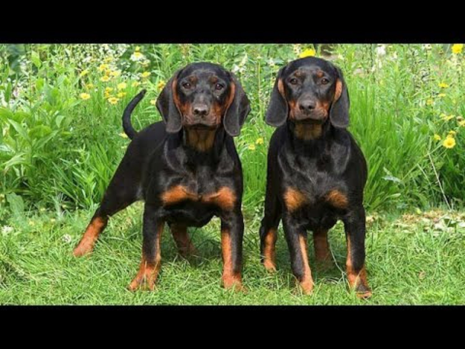 Bloodhound Vs Black And Tan Coonhound Breed Comparison