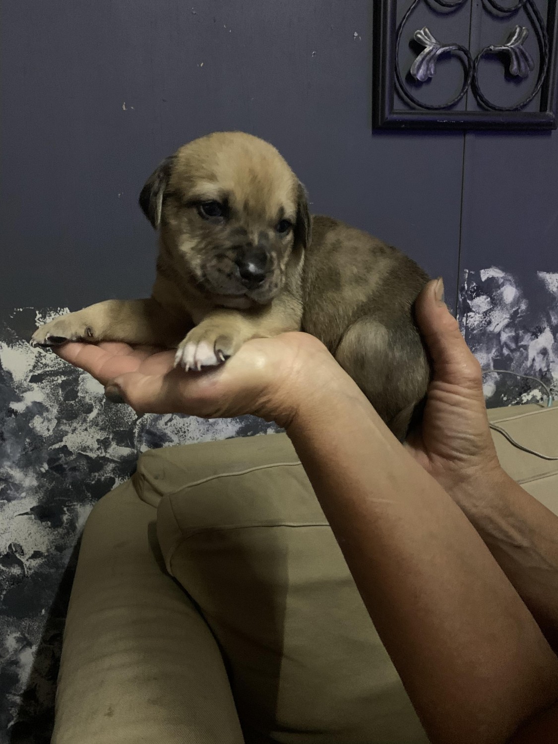Black Mouth Cur Puppies For Sale Killeen, TX 522175