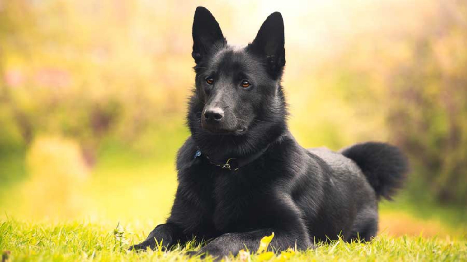 Black Norwegian Elkhound Vs German Shepherd Breed Comparison
