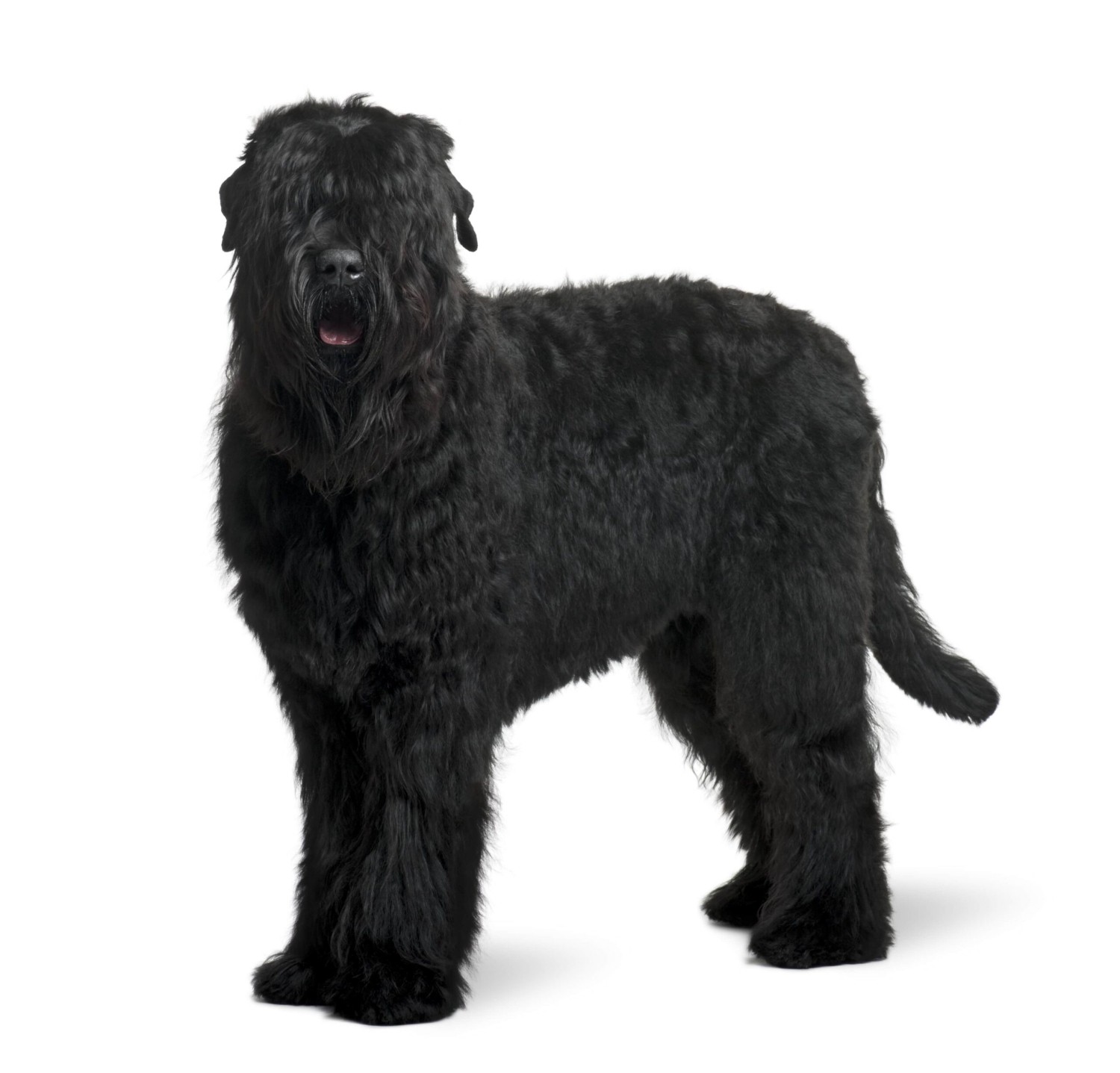 Black Russian Terrier Dog Breed Information Images Characteristics Health