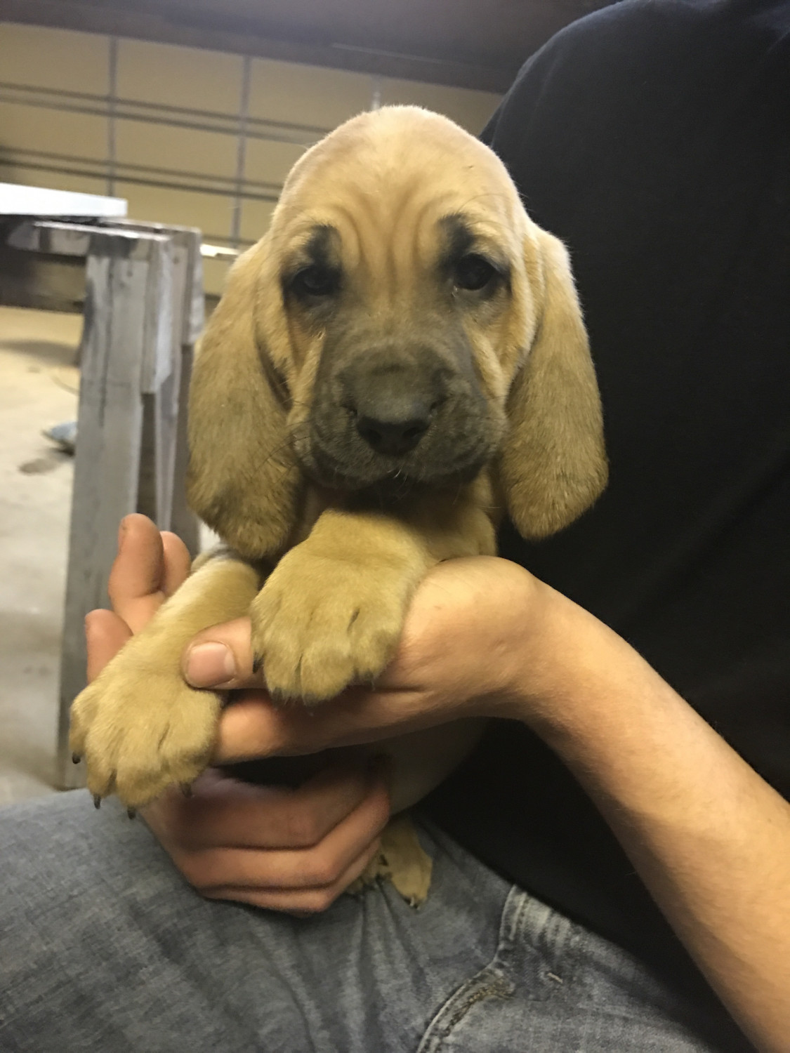 Bloodhound Puppies For Sale Farmer City, IL 180066