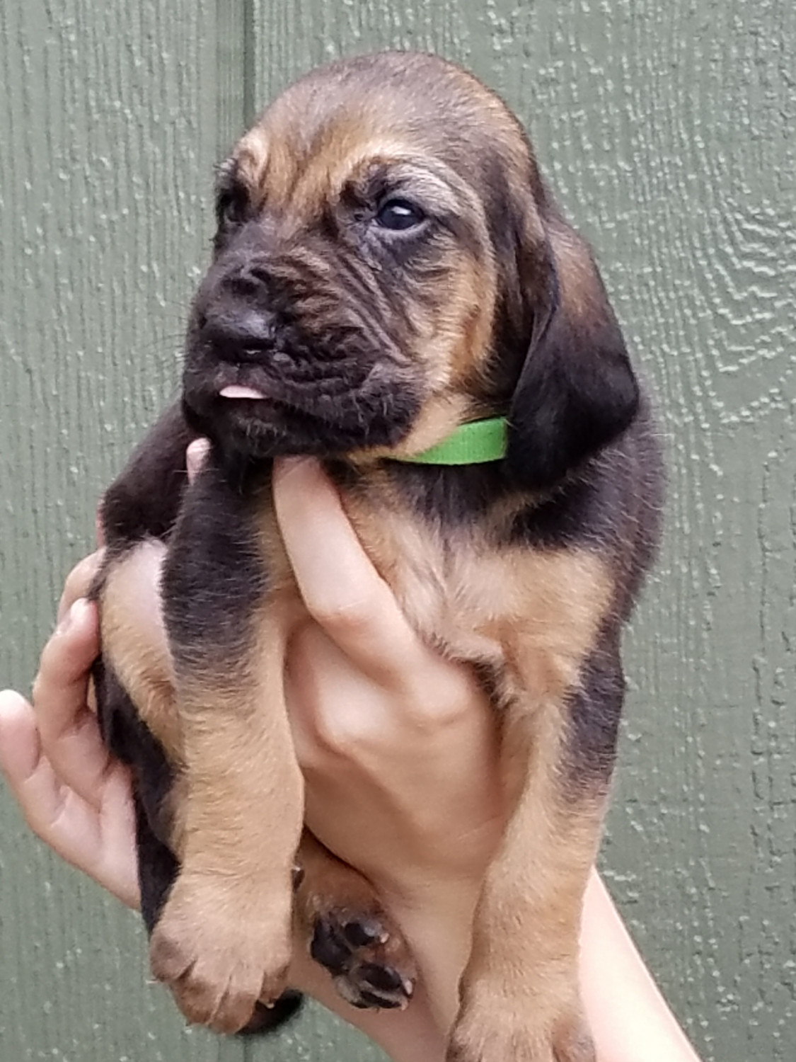 Buy Bloodhound Puppies For Sale | Delaware USA #191250