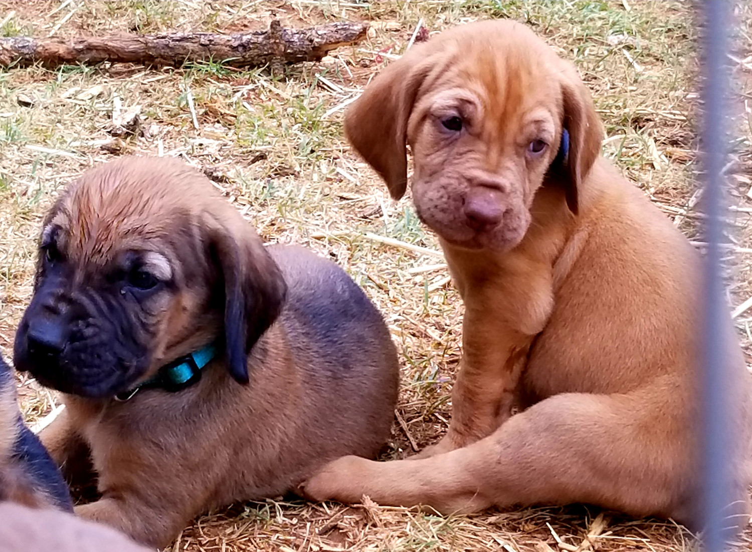 Bloodhound Puppies For Sale Decatur, TX 277313
