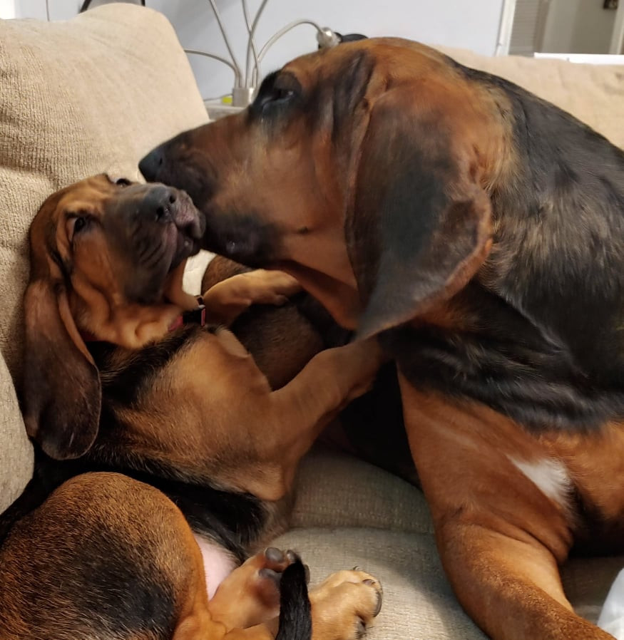 Buy Bloodhound Puppies in Nebraska USA
