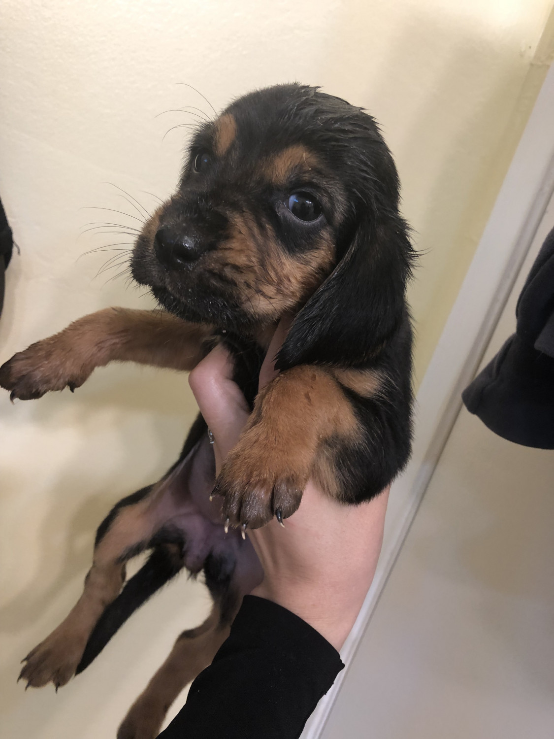Bloodhound Puppies For Sale | Vermont USA #303624