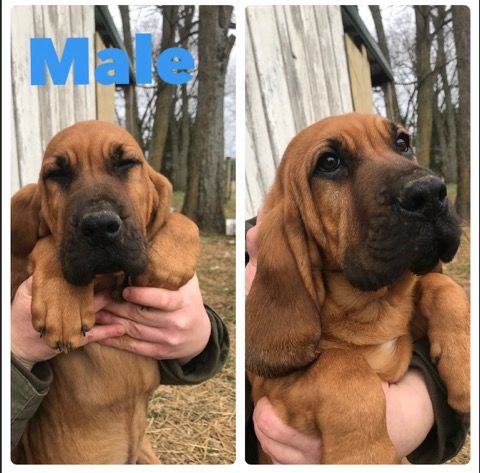 Bloodhound Puppies For Sale | Carlisle, KY #316711