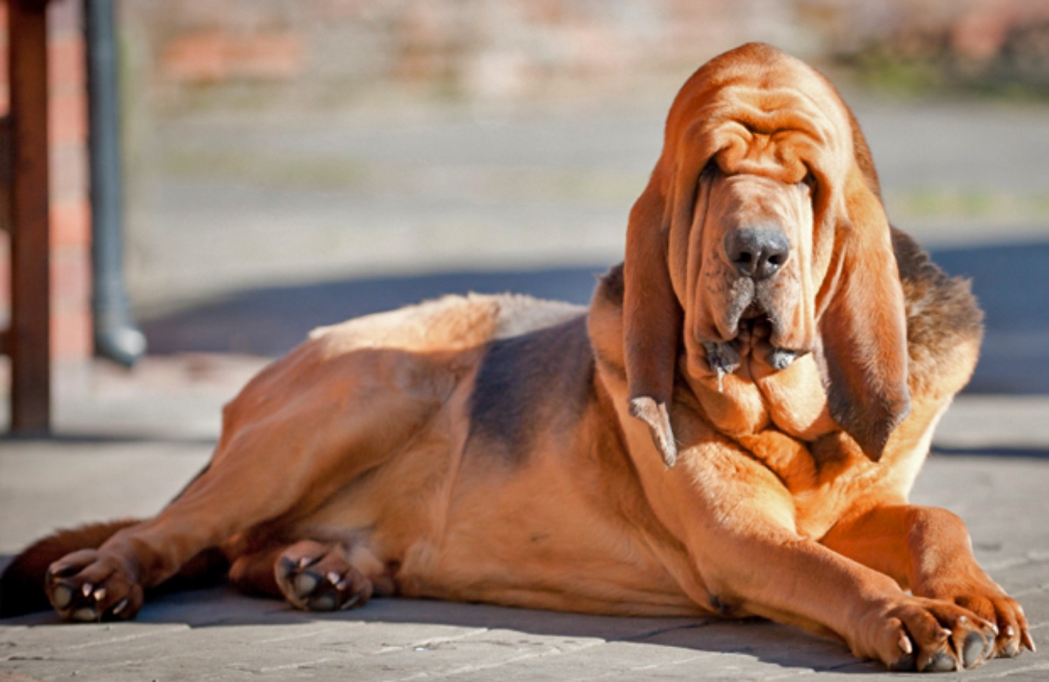 Bloodhound Vs Boxer Breed Comparison Mydogbreeds