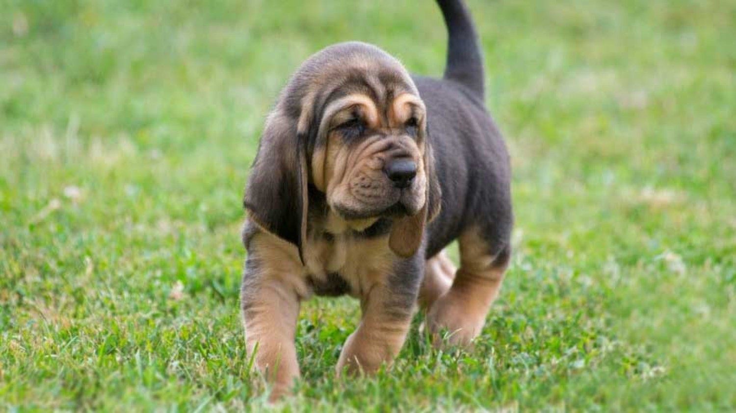 Purebred BLOODHOUND puppies for sale in Alaska USA
