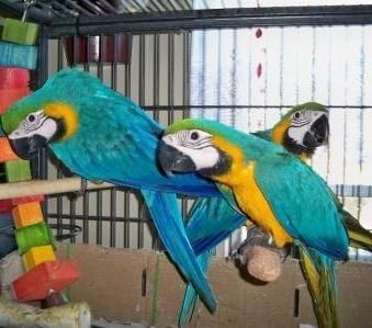Blue And Yellow Macaw Birds For Sale San Diego Ca 126488,10 Year Wedding Anniversary Gift