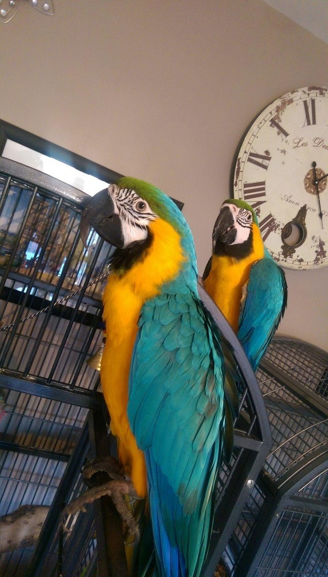 Blue And Gold Macaw For Sale 57