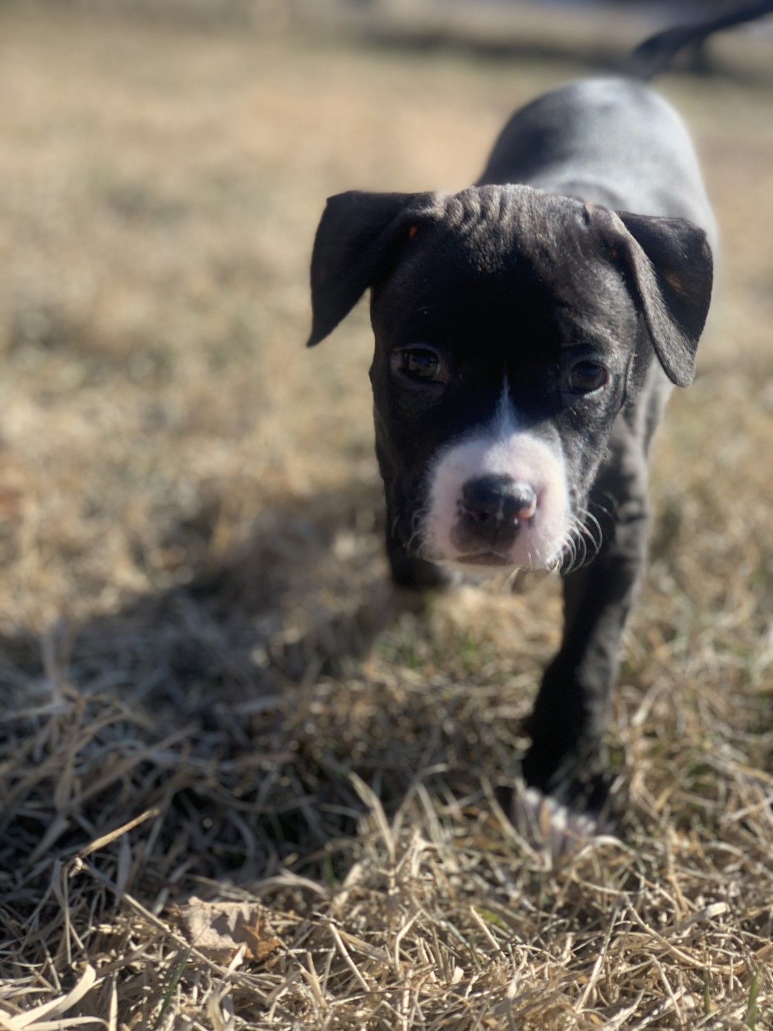 Blue Paul Terrier Puppies For Sale West 10th Street Wayne Township In 325141