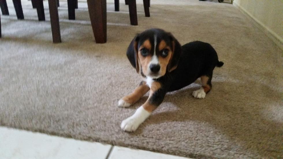 Bluetick Beagle Puppies For Sale In Wisconsin