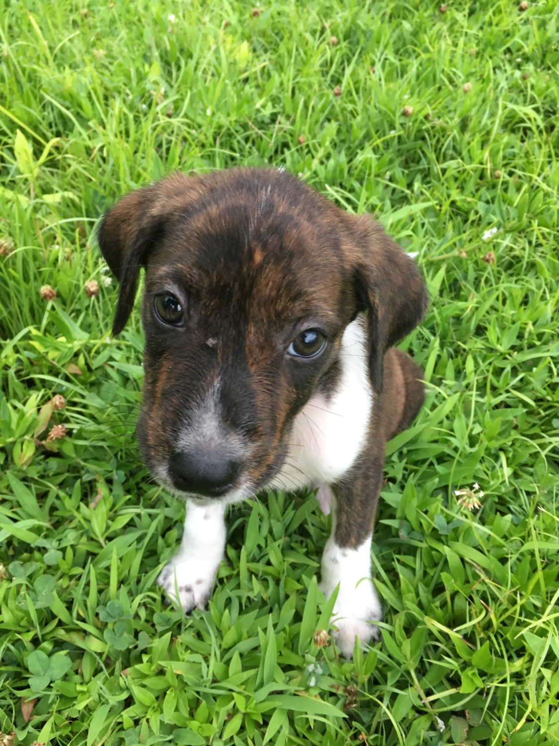 Bluetick Coonhound Puppies For Sale | Chesapeake, VA #225537