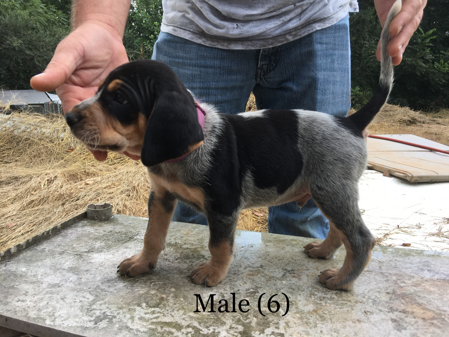 Bluetick Coonhound Puppies For Sale | Clermont, GA #241903