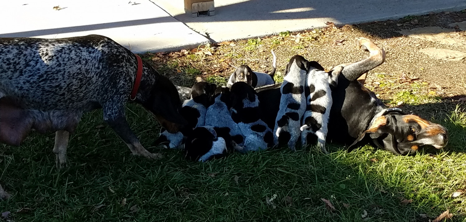 Bluetick Coonhound Puppies For Sale Huntsville, TX 258030