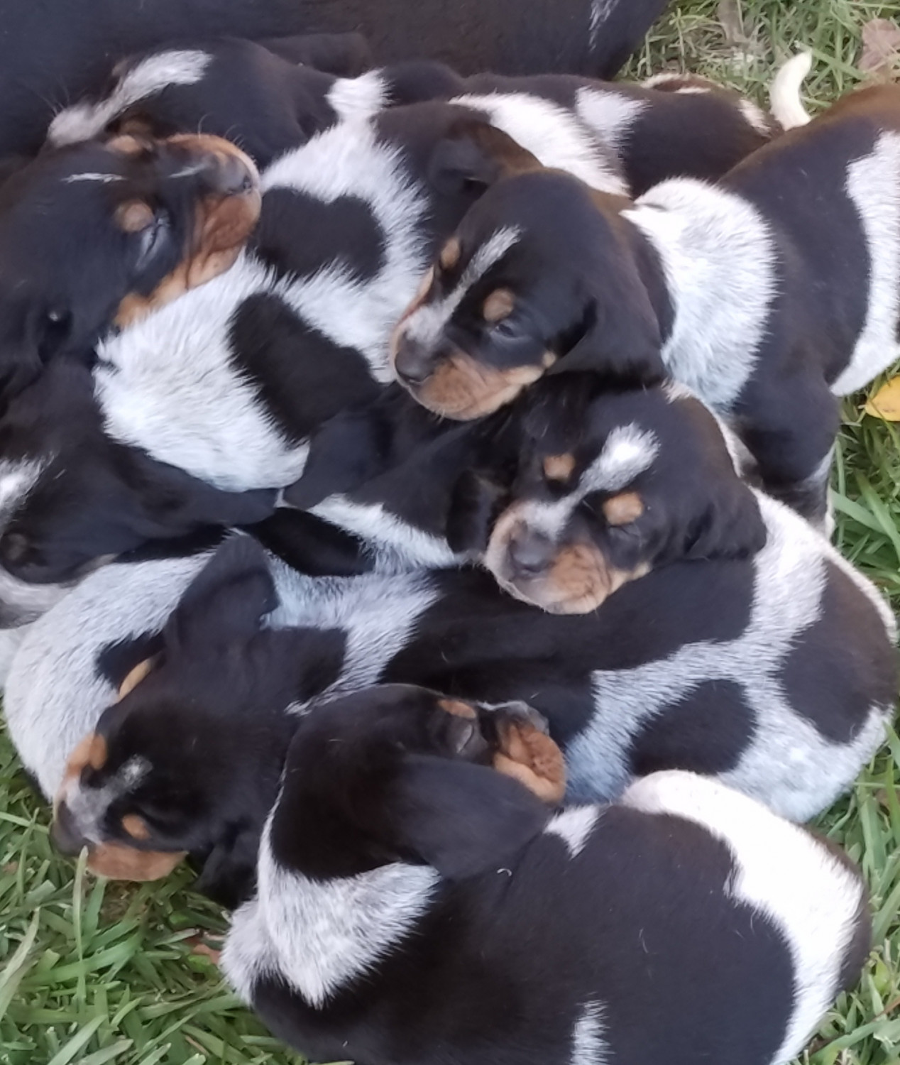 Bluetick Coonhound Puppies For Sale | Huntsville, TX #258030