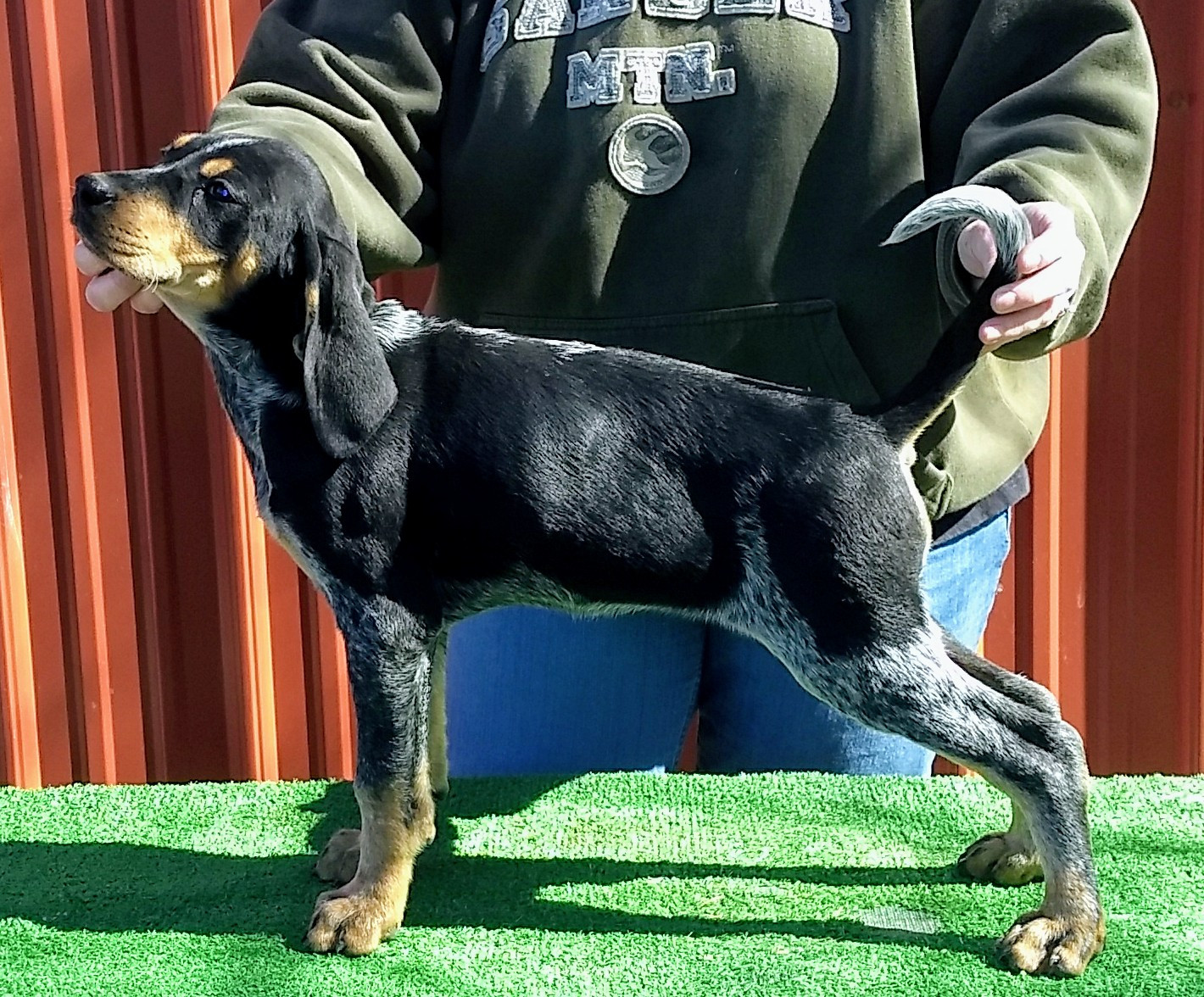 Bluetick Coonhound Puppies For Sale | Portland, IN #273265