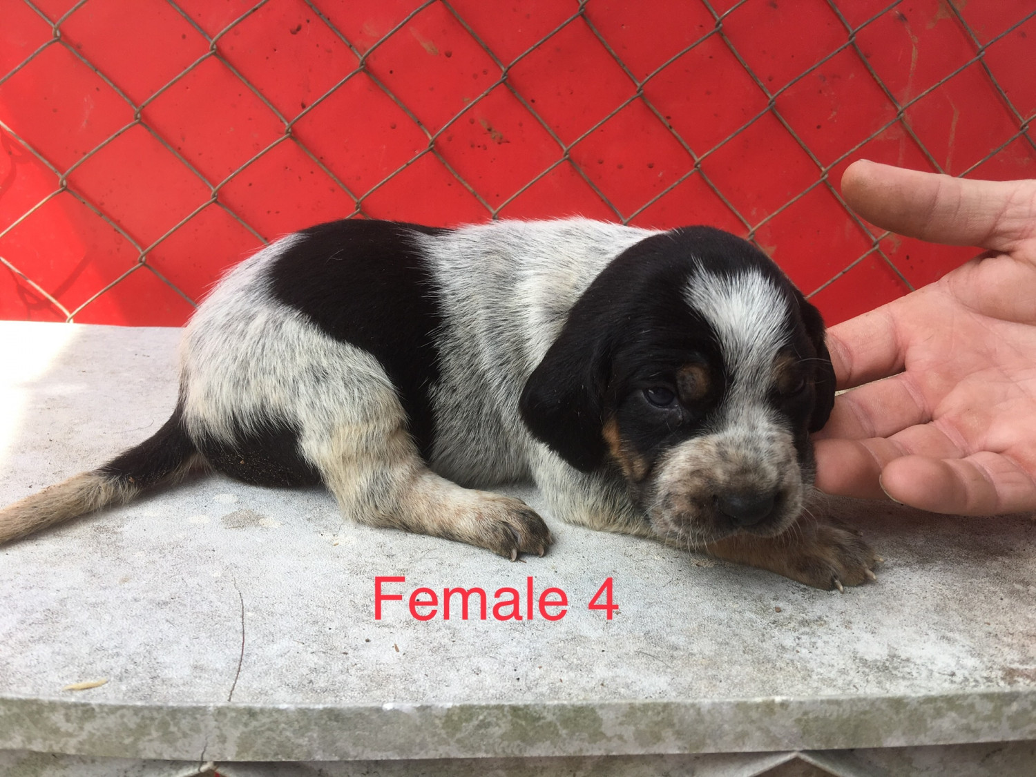 Bluetick Coonhound Puppies For Sale | Clermont, GA #274283