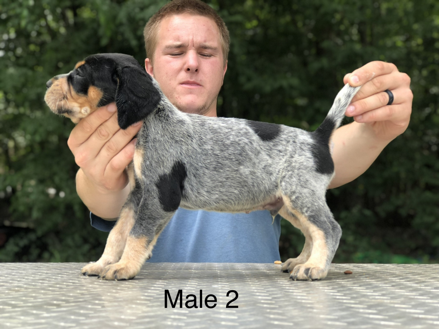 Bluetick Coonhound Puppies For Sale | Hookerton, NC #303435