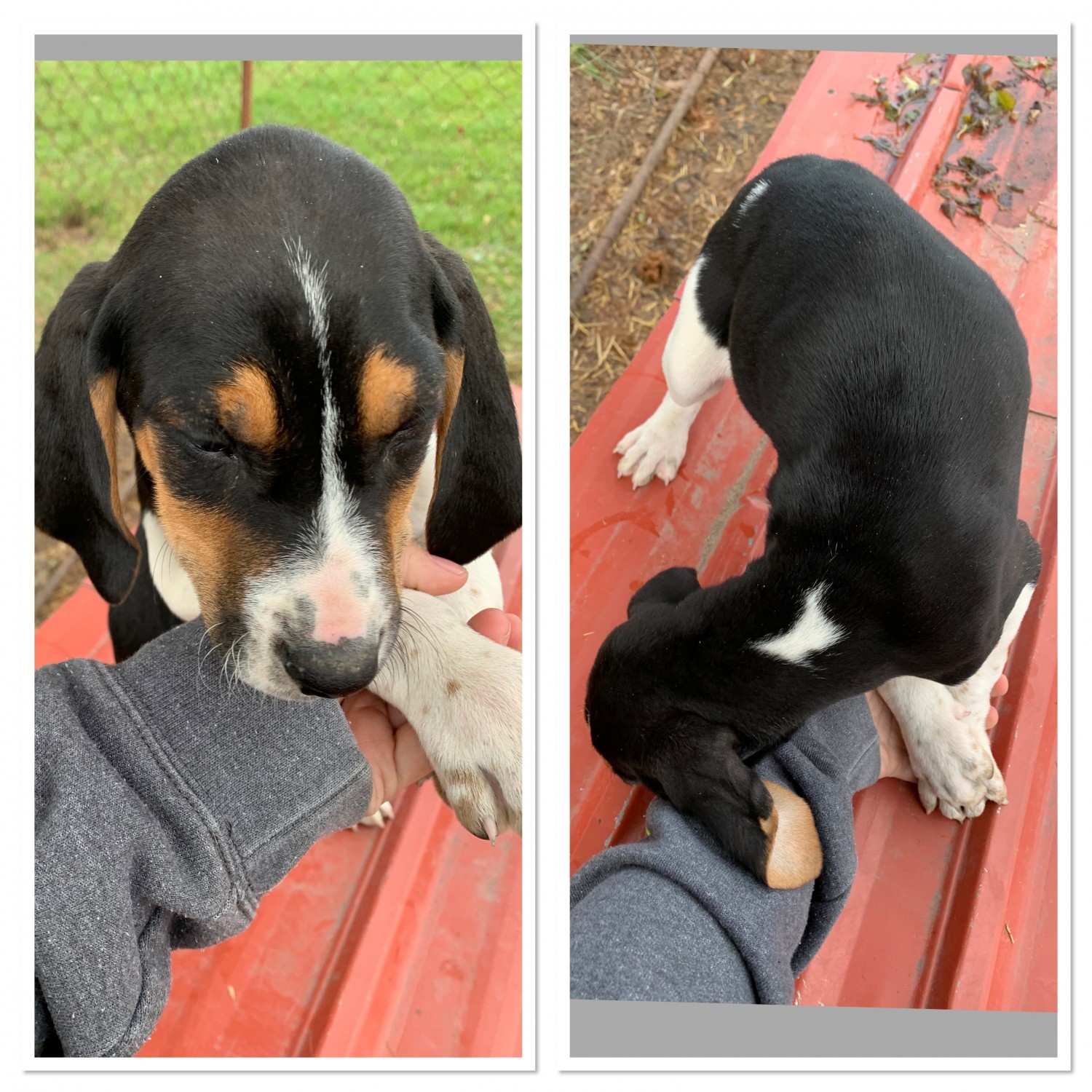 Bluetick Coonhound Puppies For Sale In Michigan