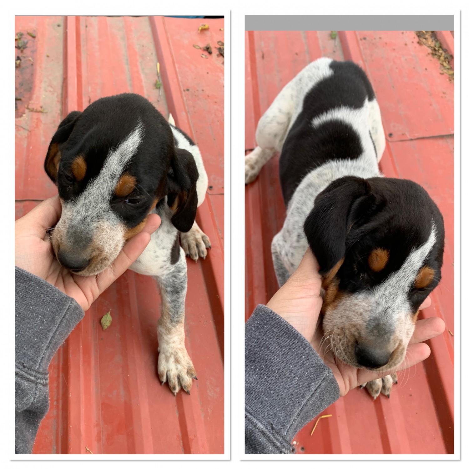 Bluetick Coonhound Puppies For Sale | Crystal, MI #313846