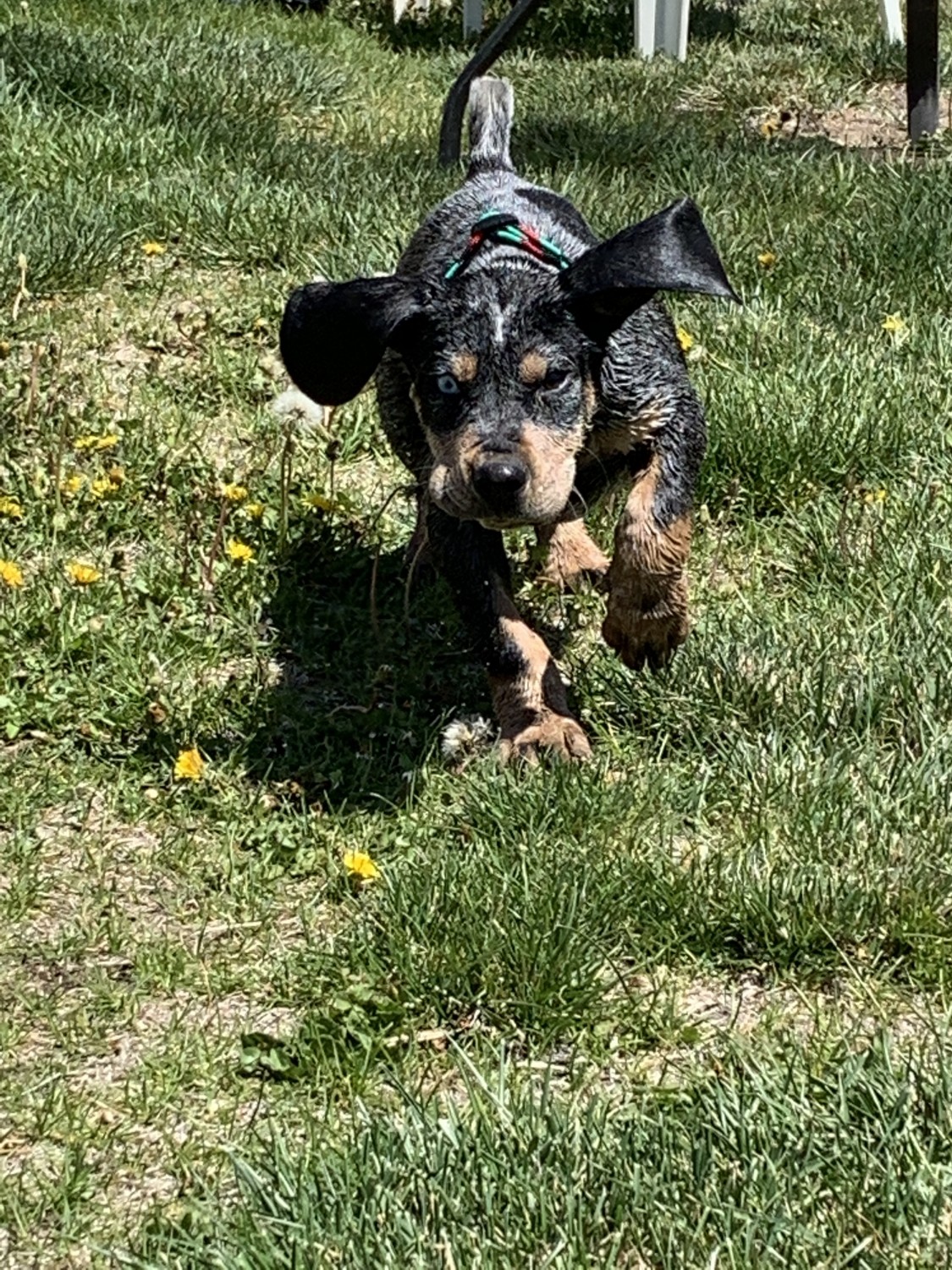 Bluetick Coonhound Puppies For Sale | Grand Junction, CO ...