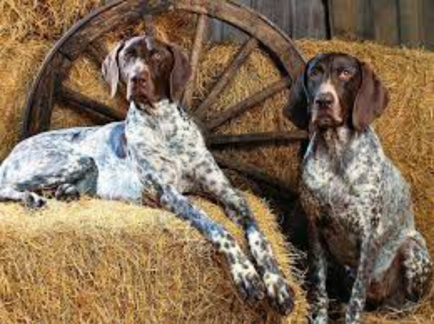 Bluetick Coonhound Vs Boxer Breed Comparison Mydogbreeds,White Thermofoil Cabinets