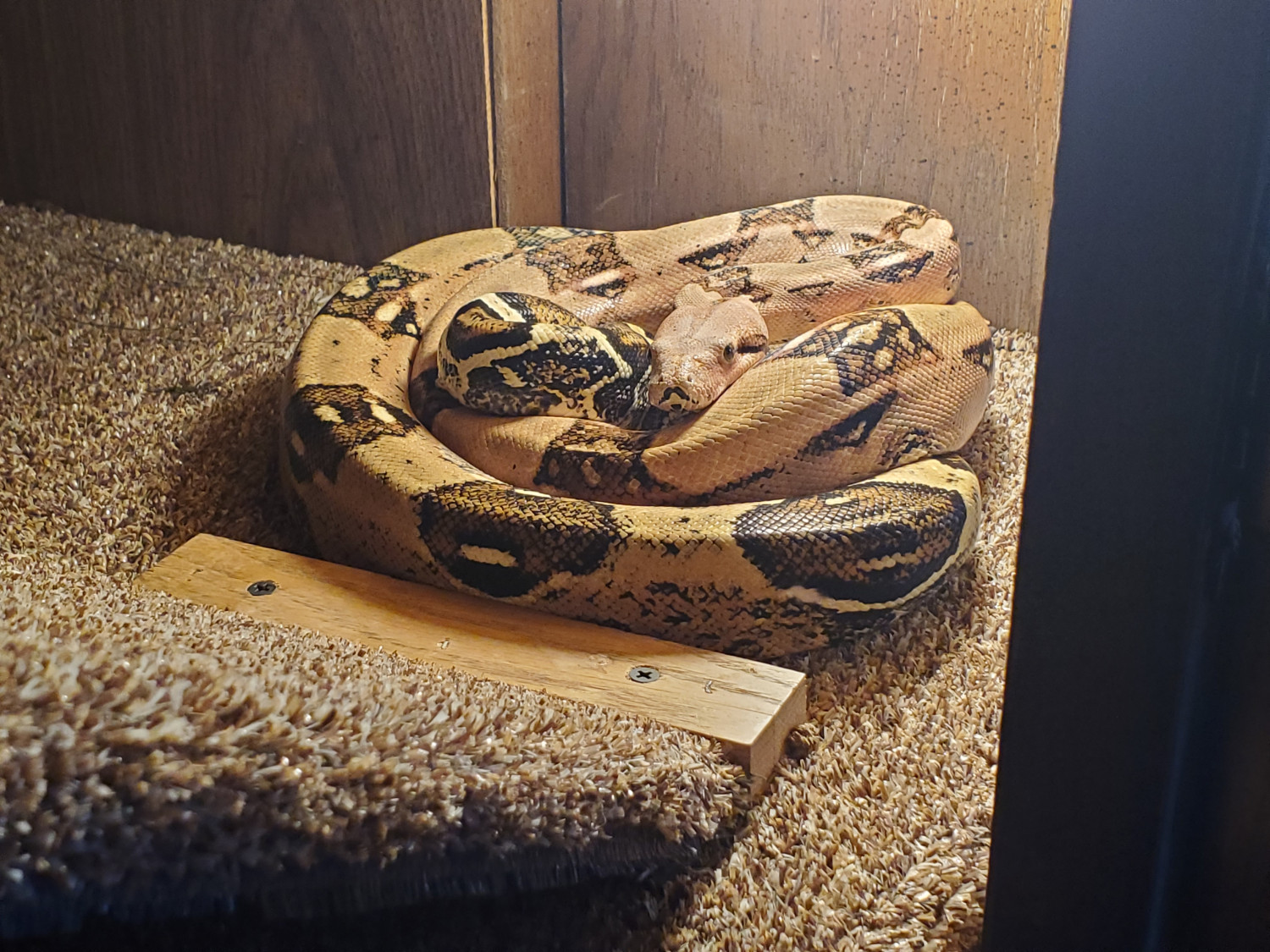 Boa Constrictor Reptiles For Sale Ridgefield Wa 304369,Cats In Heat Meaning