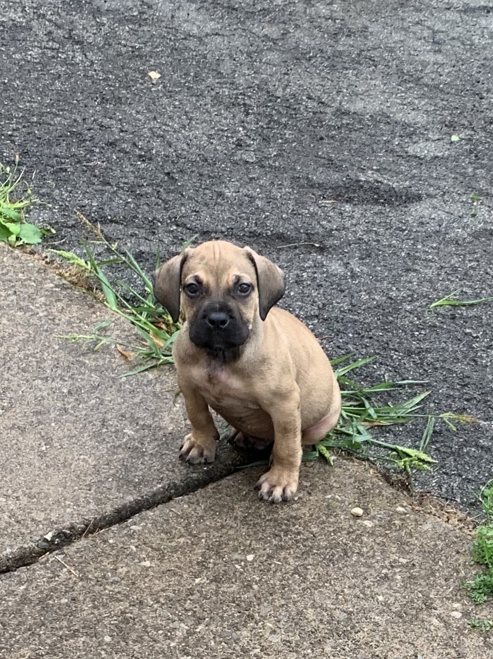 Boerboel Puppies For Sale Amherst, NY 313995 Petzlover