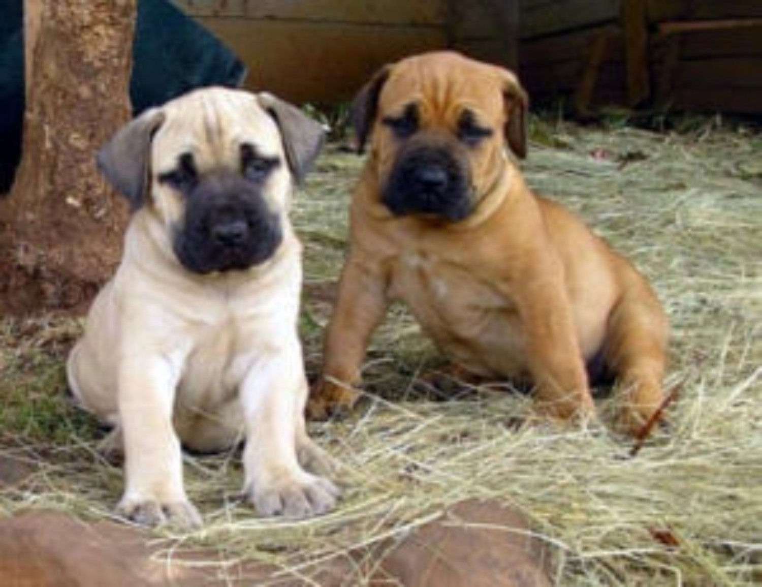 boerboel mix puppies for sale