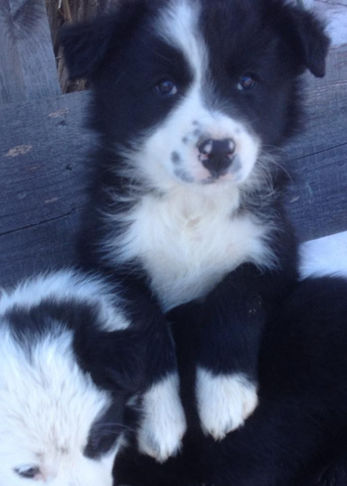 Border Collie Puppies For Sale Rochester, NY 75840