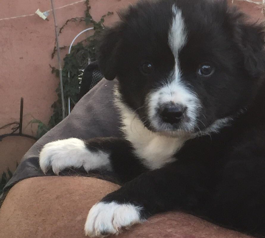 Border Collie Puppies For Sale Banning, CA 80249