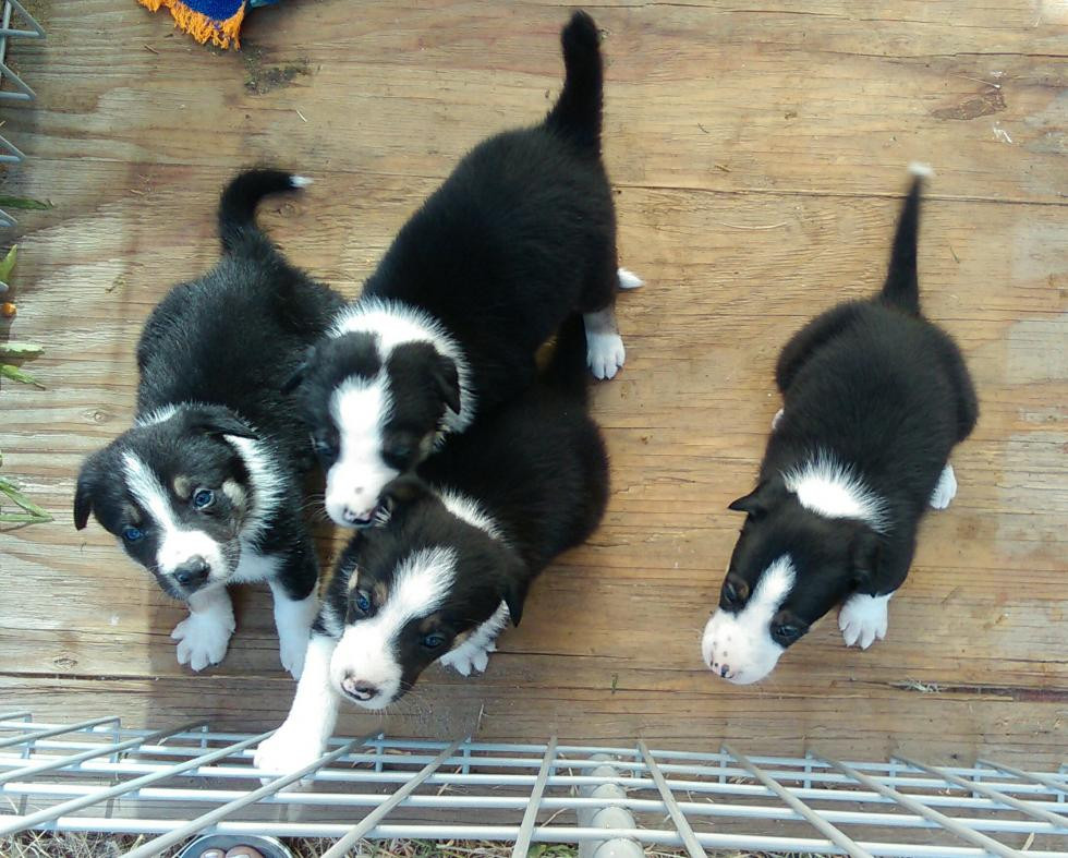 Border Collie Puppies For Sale East Wenatchee, WA 84311