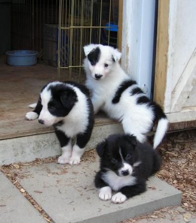 blue merle border collie puppies for sale in texas