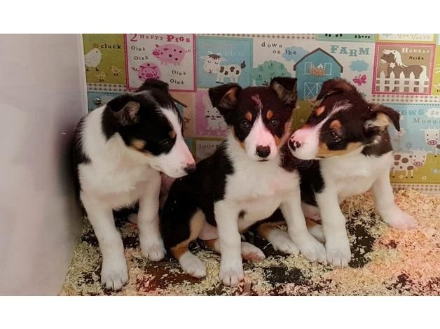 Border Collie Puppies For Sale Atlanta, GA 133894