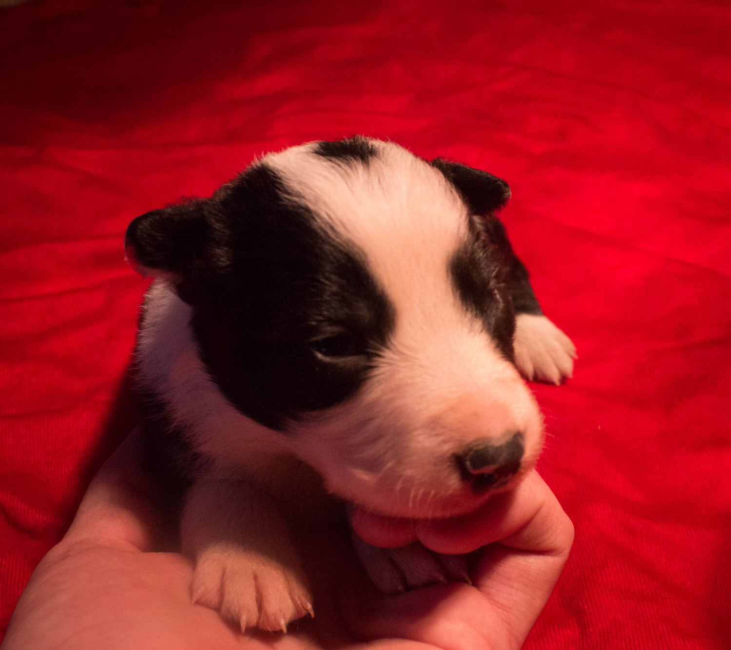 Border Collie Puppies For Sale Athens, TN 181594